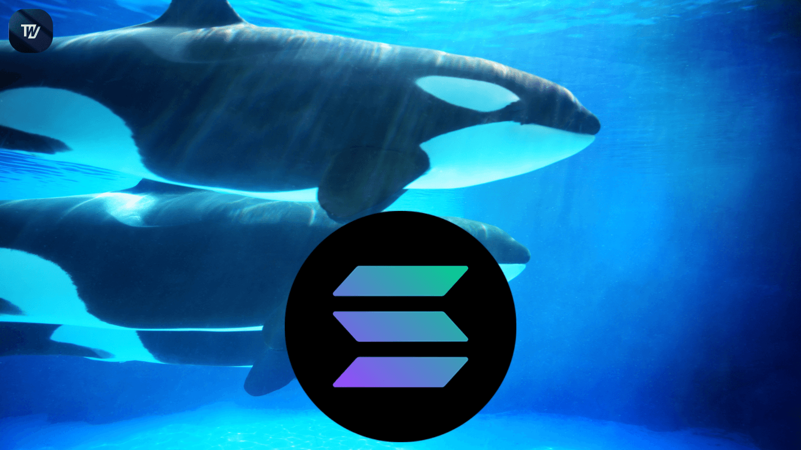 Solana Whale Alert Strategies: How to Trade When Big Wallets Move (2026)