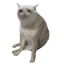 Cash Cat