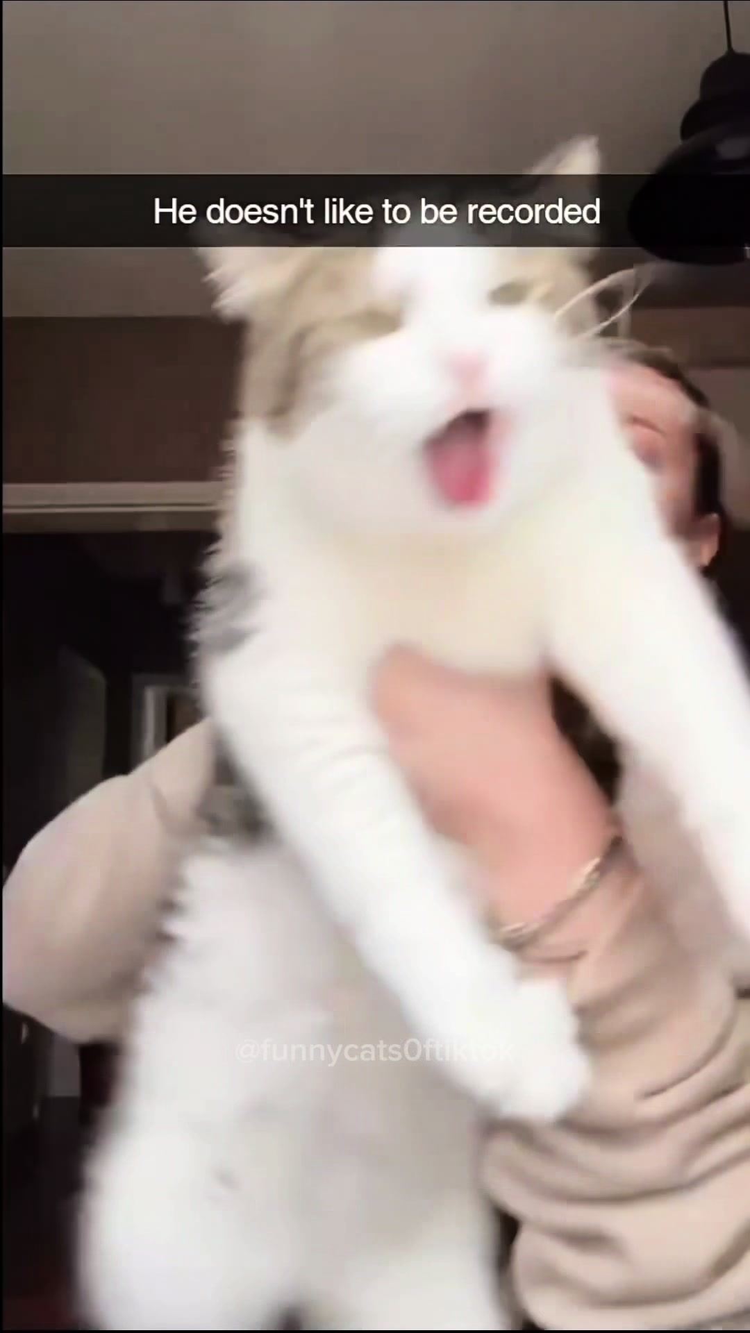 Part 39 | Funny cat videos #funnycats #funnyanimals #funnypets