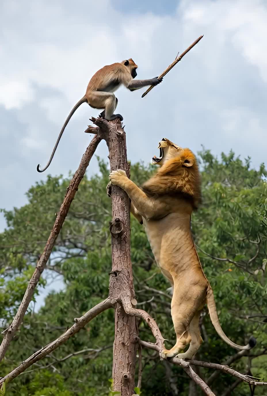 Lion vs monkey on the tree #viral #funnyvideo #funnytiktok #funnyanimals 